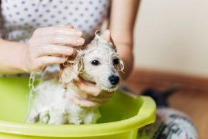 consigli sulla cura del pelo del cane