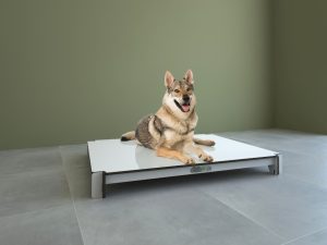 cucciolo